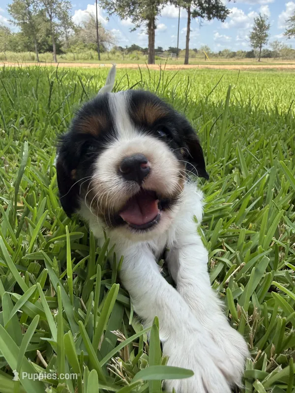 AKC Champ 1 – Cavalier King Charles Spaniel puppy for sale in Dime Box, TX