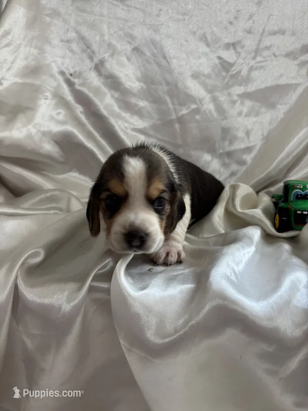 Loretta’s tricolor male with tractors  – Beagle puppy for sale in Dime Box, TX