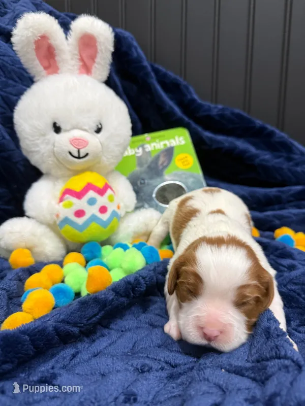 AKC Champ 2 – Cavalier King Charles Spaniel puppy for sale in Dime Box, TX