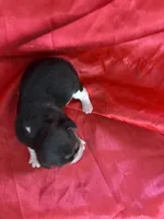 Dixie’s red collar female , a female Beagle for sale in Dime Box, TX – Photo 2 of 2
