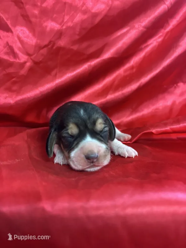 Dixie’s red collar female  – Beagle puppy for sale in Dime Box, TX