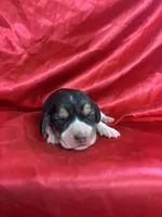 Dixie’s red collar female , a female Beagle for sale in Dime Box, TX – Photo 1 of 2