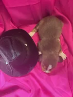 Ella’s Female 5, a female Beagle for sale in Dime Box, TX – 2 of 2