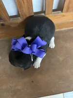 Shasta’s purple collar female , a female Beagle for sale in Dime Box, TX – 2 of 2