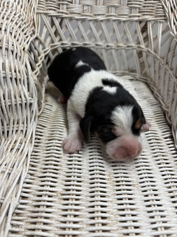 Maci’s white collar female  – Beagle puppy for sale in Dime Box, TX