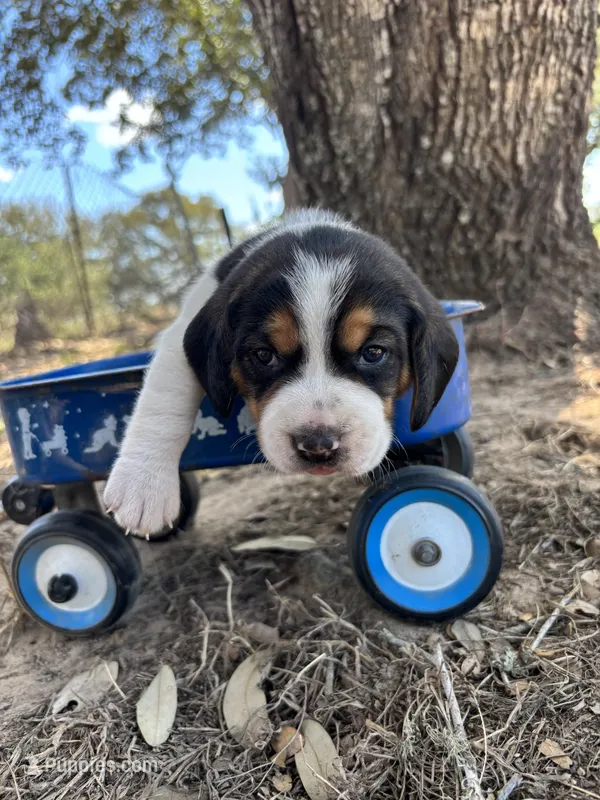 River’s male – Beagle puppy for sale in Dime Box, TX