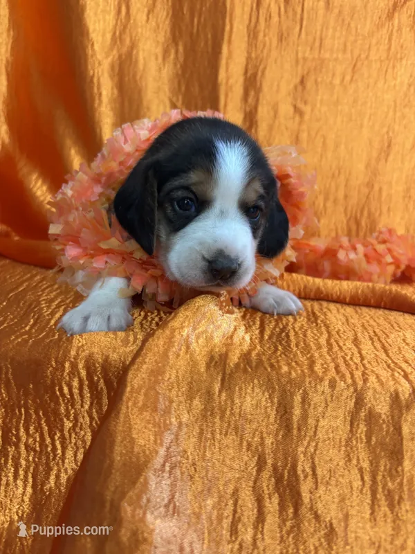 Maci’s orange collar female  – Beagle puppy for sale in Dime Box, TX