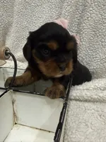 AKC Champ 2, a female Cavalier King Charles Spaniel for sale in Dime Box, TX – 2 of 3
