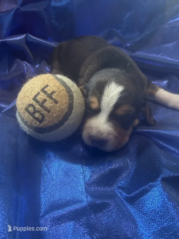 Ella’s Tricolor Male 3 – Beagle puppy for sale in Dime Box, TX