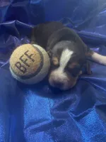 Ella’s Tricolor Male 3, a male Beagle for sale in Dime Box, TX – 1 of 3