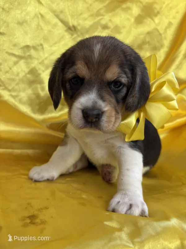 Shasta’s yellow collar female  – Beagle puppy for sale in Dime Box, TX