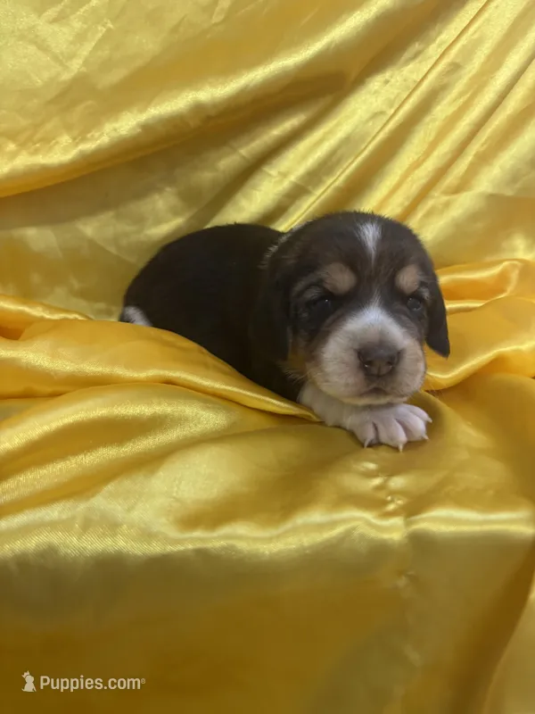 Shasta’s yellow collar female 
