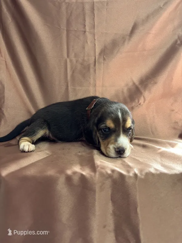 Loretta’s brown collar tri male – Beagle puppy for sale in Dime Box, TX
