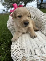 Pink collar golden retriever , a female Golden Retriever for sale in Dime Box, TX – 1 of 2