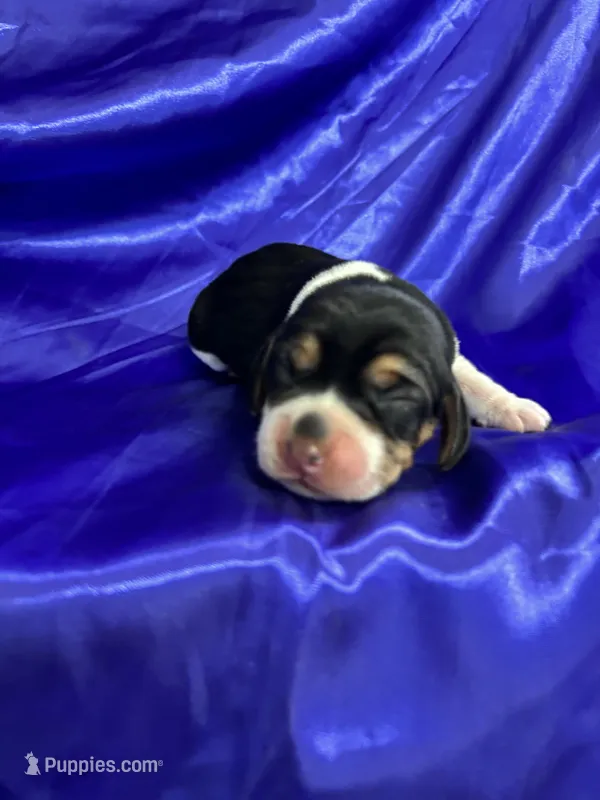 Maci’s purple collar female  – Beagle puppy for sale in Dime Box, TX