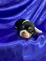 Maci’s purple collar female , a female Beagle for sale in Dime Box, TX – Photo 1 of 2