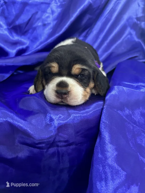Maci’s purple collar female  – Beagle puppy for sale in Dime Box, TX