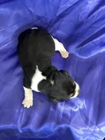 Maci’s purple collar female , a female Beagle for sale in Dime Box, TX – Photo 2 of 2