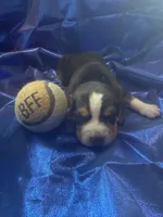 Ella’s Tricolor Male 3, a male Beagle for sale in Dime Box, TX – 3 of 3