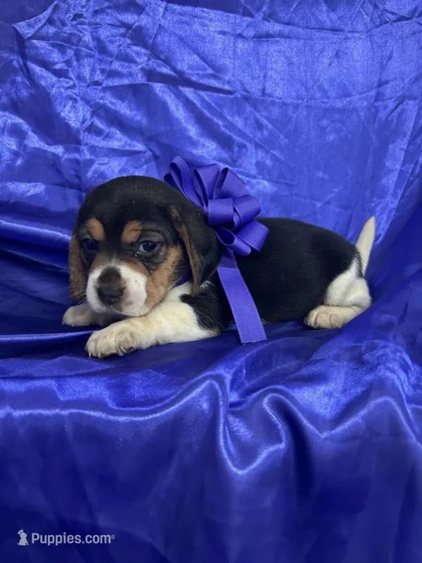 Maci’s purple collar female  – Beagle puppy for sale in Dime Box, TX