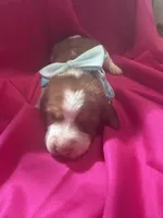 Ella’s Female 3, a female Beagle for sale in Dime Box, TX – 2 of 3