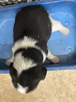 River’s male, a female Beagle for sale in Dime Box, TX – 2 of 2
