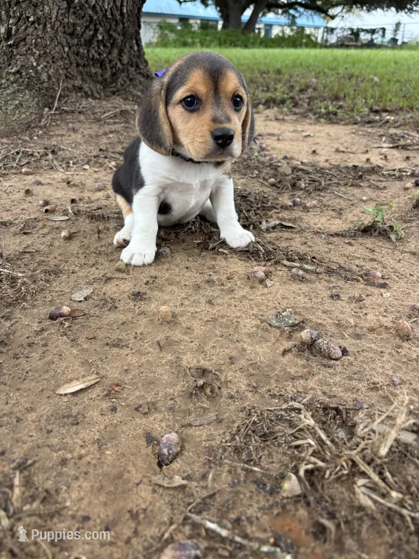 Shasta’s purple collar female  – Beagle puppy for sale in Dime Box, TX