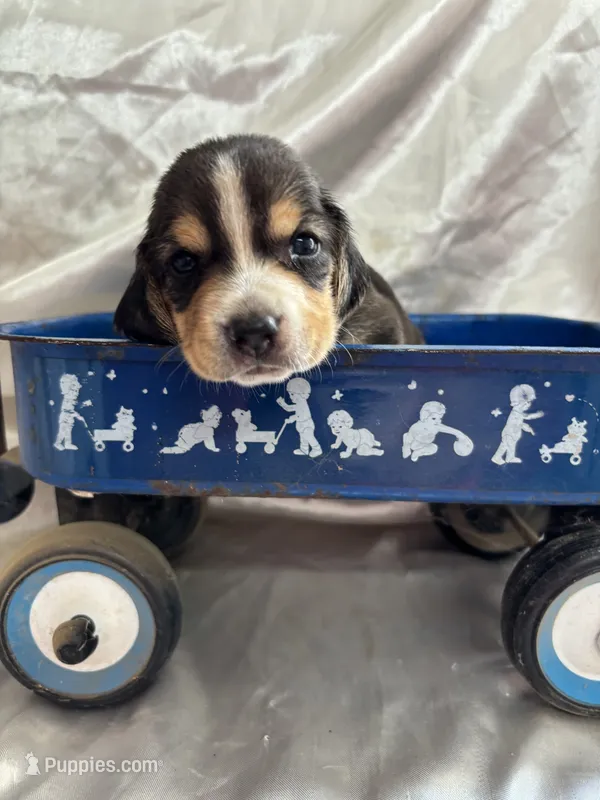 Loretta’s male in blue wagon – Beagle puppy for sale in Dime Box, TX