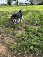 Maci’s purple collar , a female Beagle for sale in Dime Box, TX – 2 of 2
