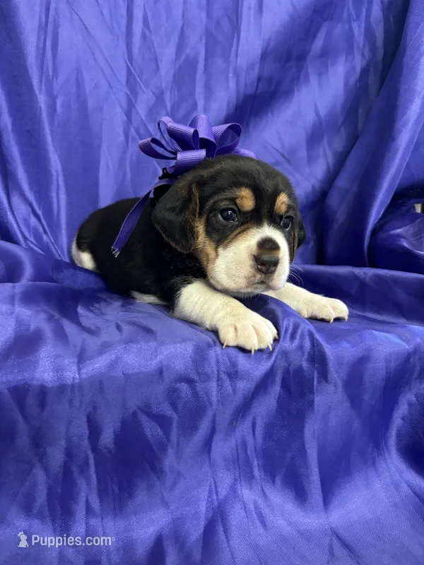 Maci’s purple collar female  – Beagle puppy for sale in Dime Box, TX