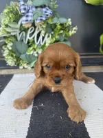 AKC Champ 2, a male Cavalier King Charles Spaniel for sale in Dime Box, TX – Photo 4 of 5