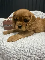 AKC Champ 2, a male Cavalier King Charles Spaniel for sale in Dime Box, TX – Photo 2 of 5