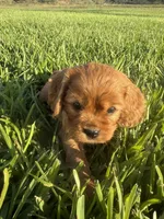 AKC Champ 2, a male Cavalier King Charles Spaniel for sale in Dime Box, TX – Photo 3 of 5