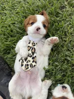 AKC Champ 1, a male Cavalier King Charles Spaniel for sale in Dime Box, TX – 6 of 7