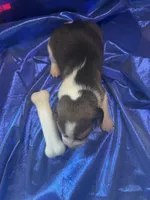 Ella’s Tricolor Male 4, a male Beagle for sale in Dime Box, TX – 3 of 3