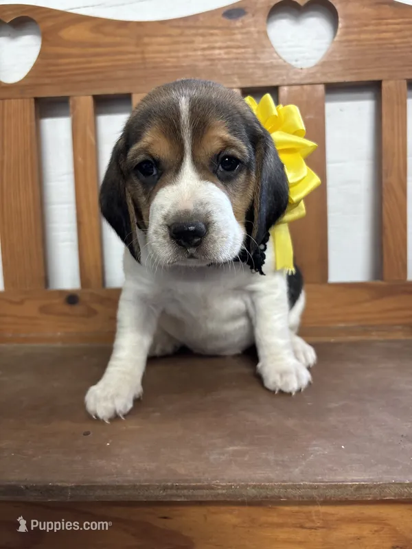 River’s yellow collar female  – Beagle puppy for sale in Dime Box, TX