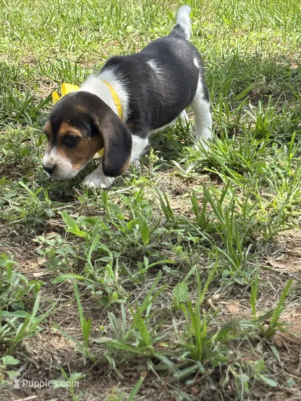 Maci’s yellow collar female  – Beagle puppy for sale in Dime Box, TX