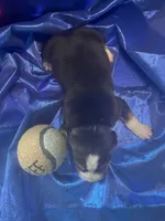 Ella’s Tricolor Male 3, a male Beagle for sale in Dime Box, TX – 2 of 3