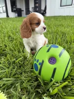 AKC Champ 2, a male Cavalier King Charles Spaniel for sale in Dime Box, TX – 3 of 6