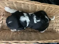 AKC Champ 3, a male Cavalier King Charles Spaniel for sale in Dime Box, TX – Photo 6 of 6