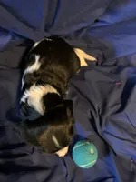 AKC Champ 3, a male Cavalier King Charles Spaniel for sale in Dime Box, TX – Photo 3 of 6