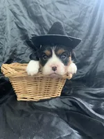 AKC Champ 3, a male Cavalier King Charles Spaniel for sale in Dime Box, TX – Photo 4 of 6