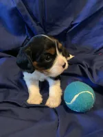 AKC Champ 3, a male Cavalier King Charles Spaniel for sale in Dime Box, TX – Photo 1 of 6