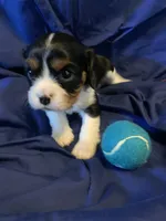 AKC Champ 3, a male Cavalier King Charles Spaniel for sale in Dime Box, TX – Photo 2 of 6