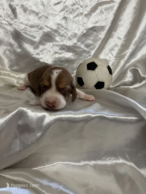 Loretta’s red male soccer ball – Beagle puppy for sale in Dime Box, TX