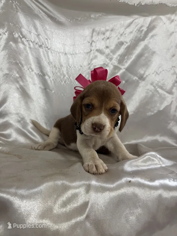 Loretta’s red female  – Beagle puppy for sale in Dime Box, TX