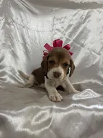 Loretta’s red female , a female Beagle for sale in Dime Box, TX – 1 of 2