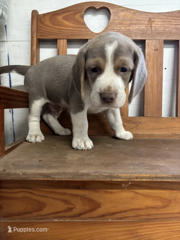 Blue male beagle #2 – Beagle puppy for sale in Dime Box, TX