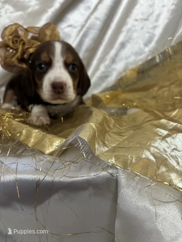 Dixie’s gold collar female  – Beagle puppy for sale in Dime Box, TX