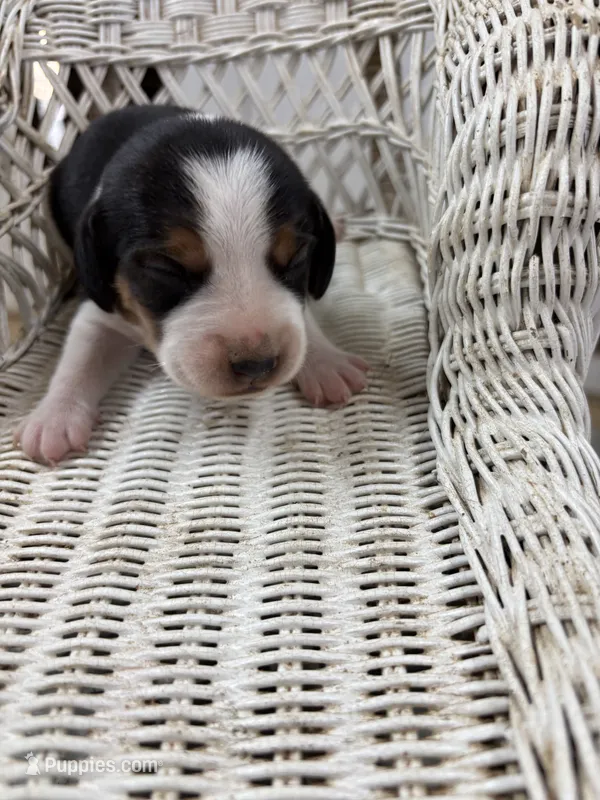 Beagle female  – Beagle puppy for sale in Dime Box, TX